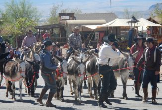 Horses, Donkeys, and Mules